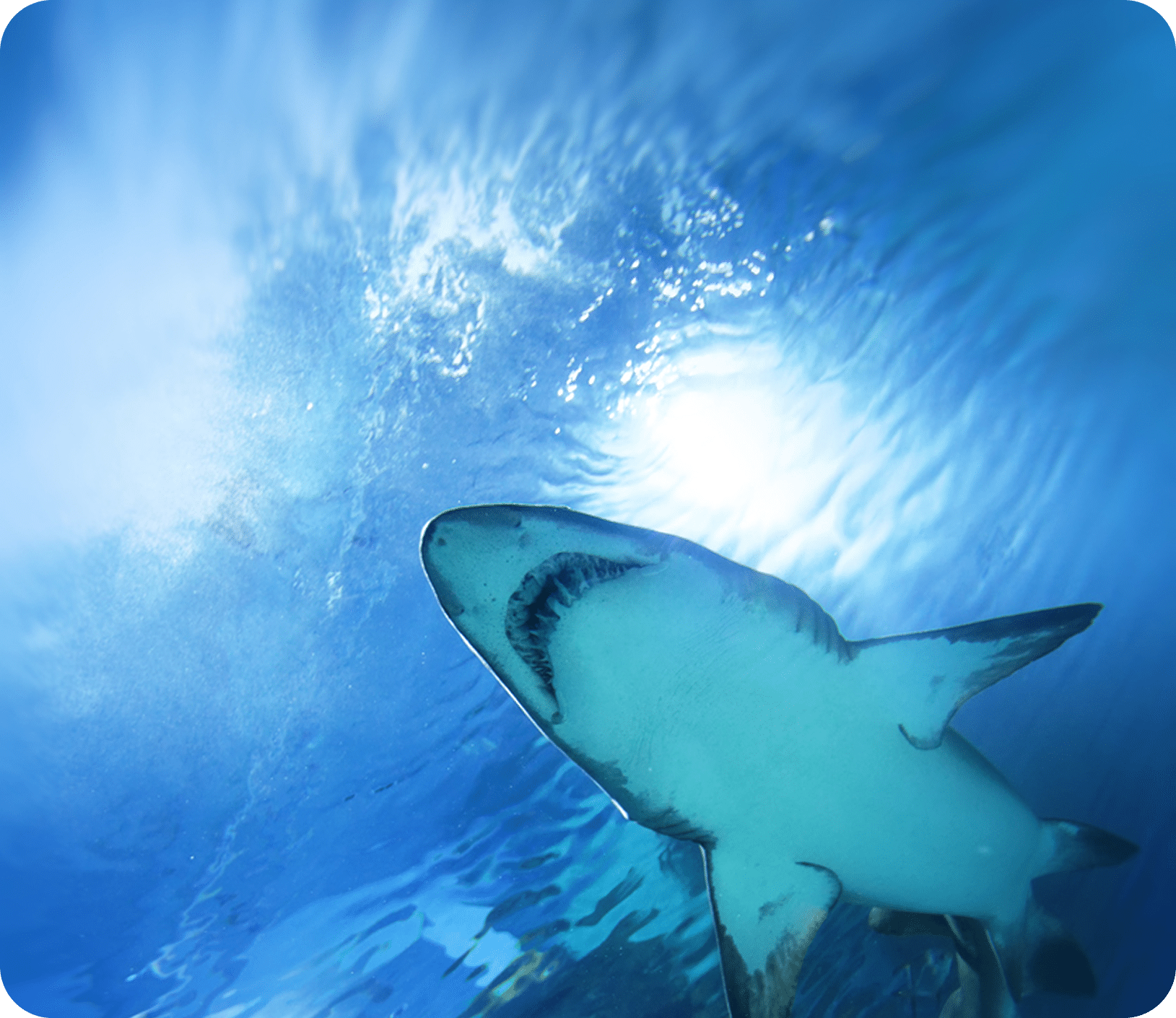 shark-aquarium